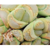 Green Attempts - Plant